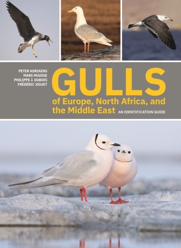 Gulls europe north - gulls,