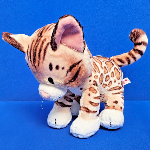 Nici leopardo bengala gatto - nici,