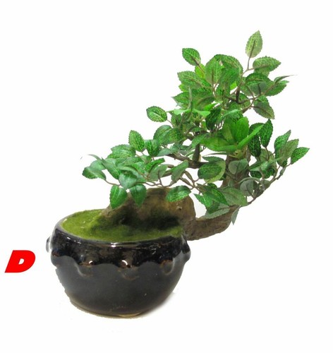 Bonsai piante - *zs-,