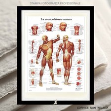 MUSCOLATURA UMANA STAMPA FOTOGRAFICA PROFESSIONALE