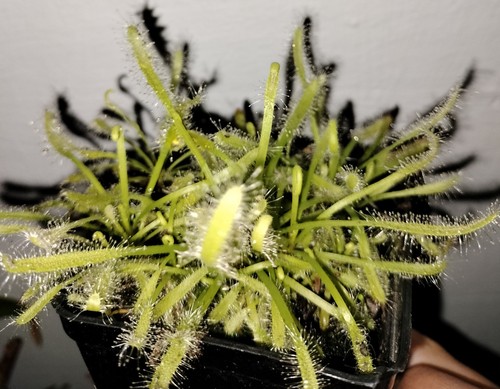 Pianta carnivora temperata - carnivora,