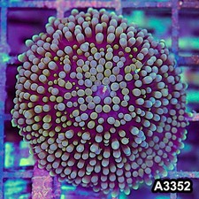 Item#A3352SP3352(S) WYSIWYG