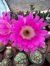 Sulcorebutia rauschii - , f