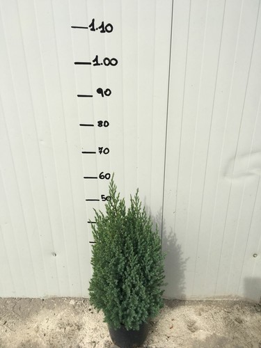Ginepro chinensis stricta - chinensis,