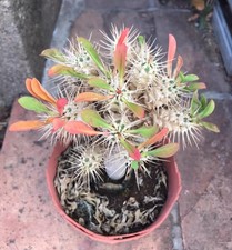 Rara Euphorbia guillauminiana