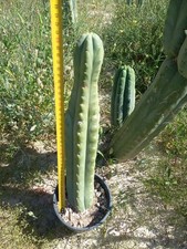 Pachanoi, San🌵Pedro 42cm