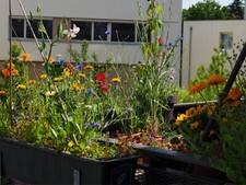 Balcone fiori mix piante
