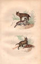 Stampa antica LINCE, LINCE DEL CANADA e CARACAL Buffon 1853 Antique print