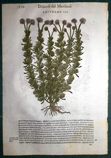 Stampa antica MATTIOLI MATTHIOLI erbario CRITHMUM botanica 1585 Antique print