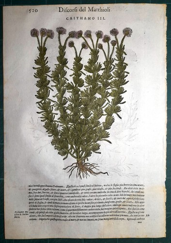 Stampa antica mattioli - stampa,