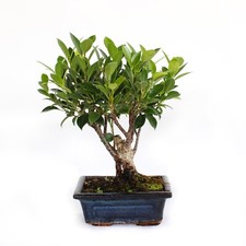 Bonsai ficus microcarpa - bonsai,