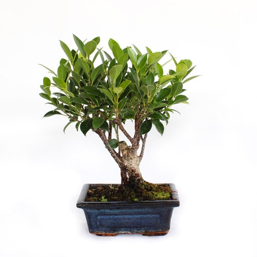 Bonsai ficus microcarpa - bonsai,