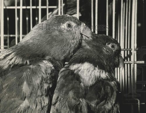 1965 foto stampa - stampa, lory