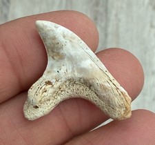 dente di squalo fossile