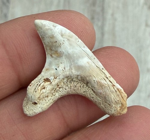 Dente squalo fossile - di,