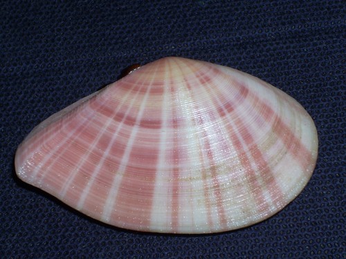 Tellina virgata amazing - virgata,