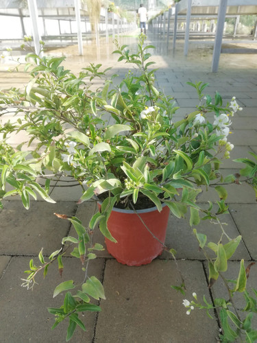 Solanum jasminoideis v17 - solanum,