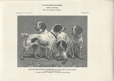 Stampa antica cani razza - cani,