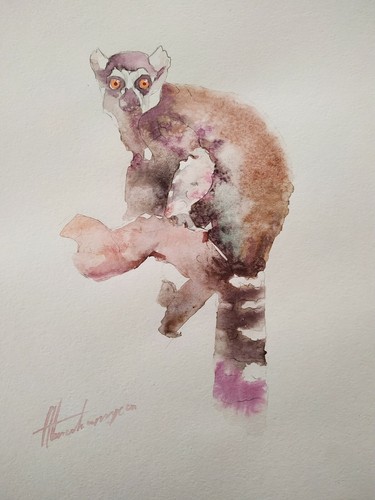 Lemure animale opera d - animale,,