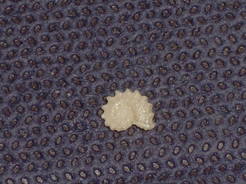 Discoliotia discoidea amazing - discoidea,