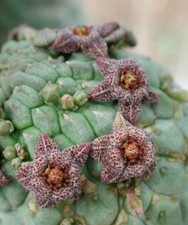 Larryleachia perlata, no
