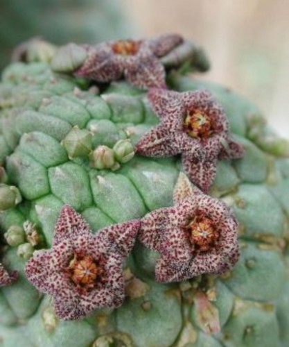 Larryleachia perlata no - larryleachia, perlata,
