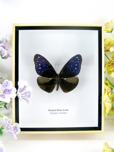 Striped blue crow vera - -,