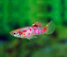 PZ.5 Endler Ginga Rubra Gold -