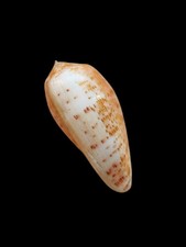 SHELL  CONCHIGLIA CONUS BULLATUS mm.56,8 rare provenience SEYCHELLES