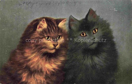 Katzen cats chats gatos - katzen,
