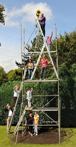 Girasole gigante altezza 5 - altezza,