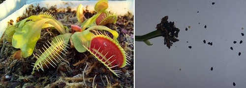 Semi dionaea muscipula - (10),
