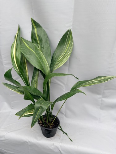 Aspidistra elatior variegata - elatior,