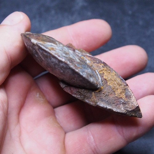 Goniatite devoniana - 80,