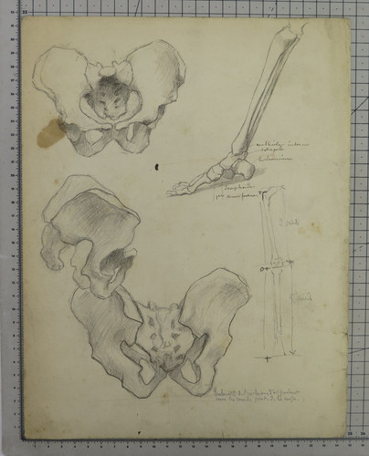 Disegno anatomico antico - anatomico,
