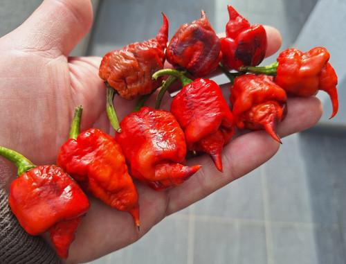 Semi peperoncino purple - semi,