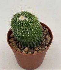Notocactus Leninghausii Inermis POT 8  Verde Spine Piccole E Bianche Puntini