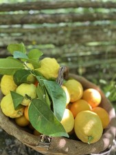 BOX 10 kg Agrumi misti Siciliani Arance Limoni BIOLOGICHE SCELTE