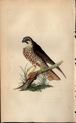 1797 donovan stampa antica - 1797,