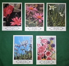 LOTTO 5 CARTOLINE VINTAGE
