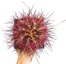 Thelocactus bicolor var