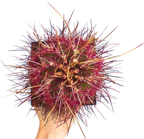 Thelocactus bicolor var