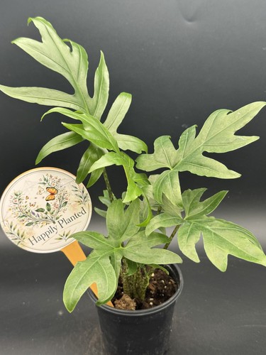 Alocasia brancifolia pot - alocasia,