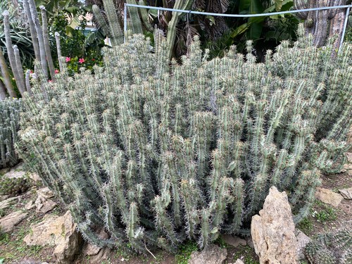 Euphorbia coerulescens - euphorbia,