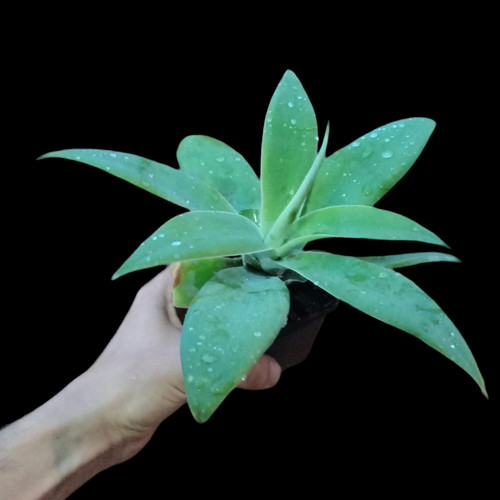 Agave attenuata - , (agave