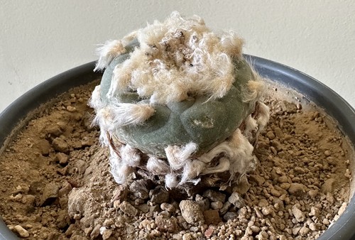 Ariocarpus spec a - ariocarpus, radice