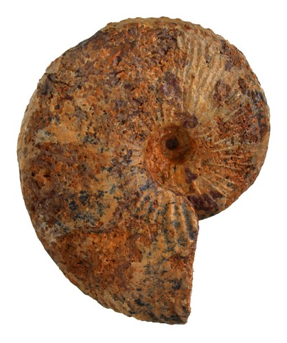 Malm proscaphites anar - malm,