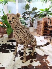 Taxidermy, Cabinet De