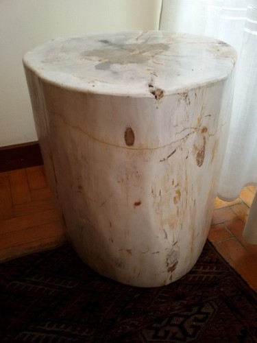 Legno fossile cm - fossile,