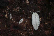 Isopodi tropicali Trichorhina